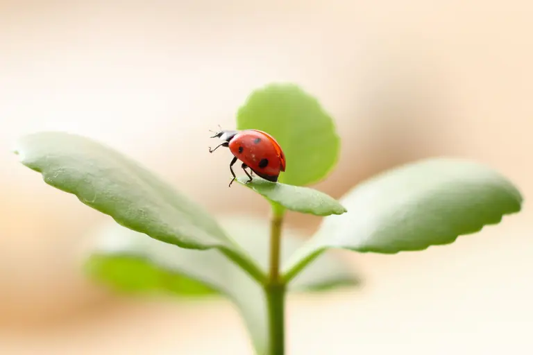 Macro shot of a ladybird on a green leaf, exemplifying nature's beauty and detail.