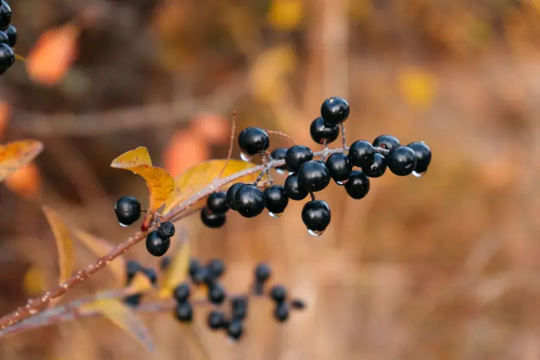 A detailed close-up of black berries with water droplets on a branch, showcasing autumn colors.