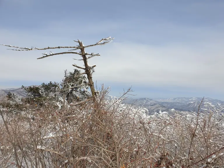 A peaceful winter scene featuring a snow-covered tree and mountain landscape under a clear sky.