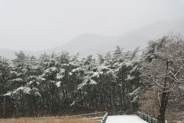 Snow falls on pine trees and a wooden walkway