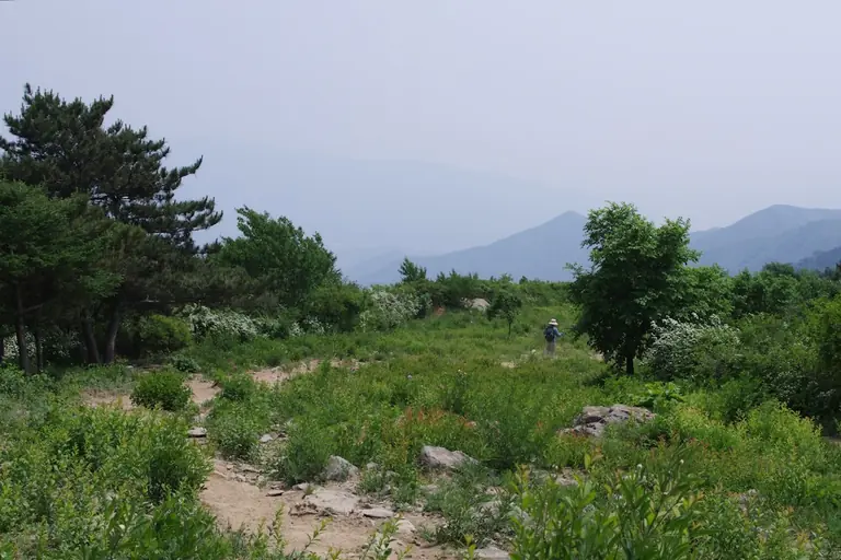 a man walking through a lush green forest