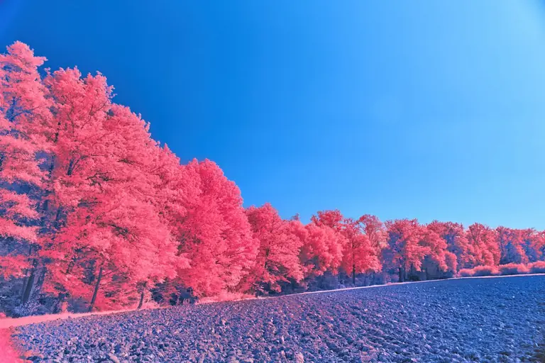 Pink trees and a blue sky form a surreal landscape.