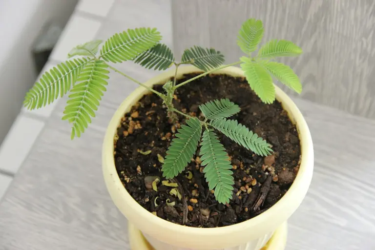 a small green plant in a yellow pot