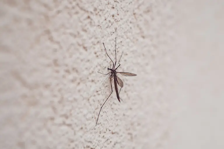 Detailed image of a mosquito perched on a wall with a textured surface, highlighting wing and body detail.