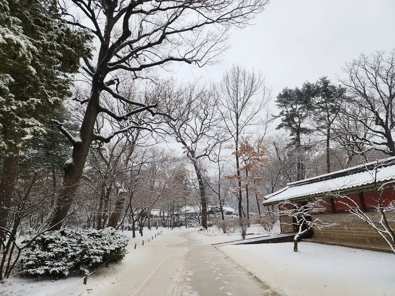 Serene winter scene in Seoul, showcasing snow-covered trees and traditional architecture.