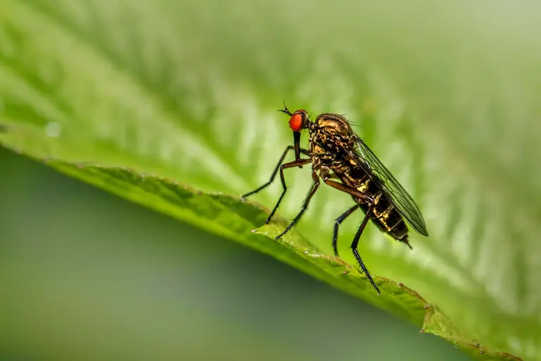 Detailed macro shot of a fly with red eyes perched on a vibrant green leaf, showcasing vivid colors and textures.