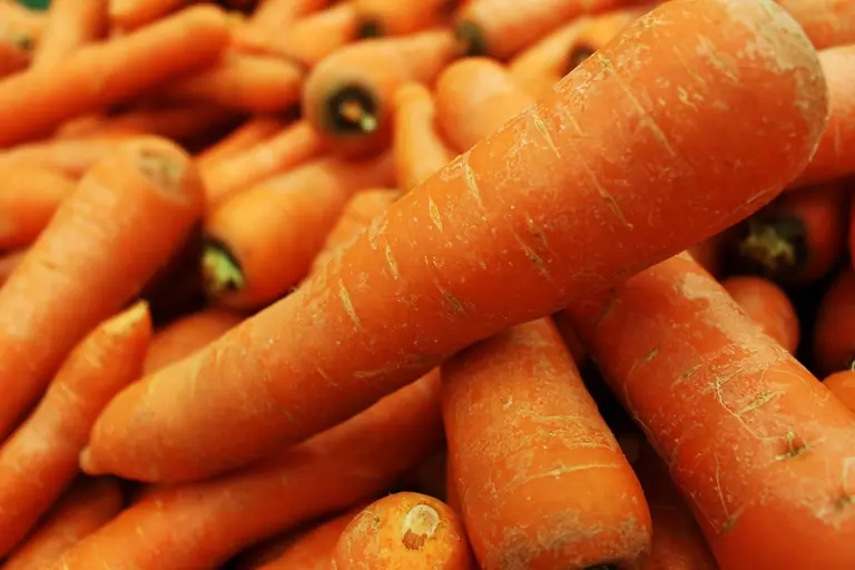 A close-up shot of fresh organic carrots showcasing vibrant orange color and texture.
