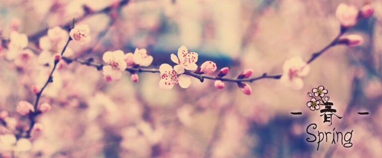 Blooming cherry blossoms celebrate spring.